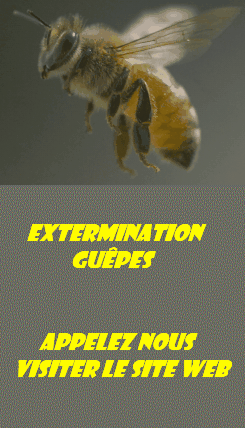 Extermination guêpes